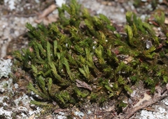 Orthotrichum bolanderi