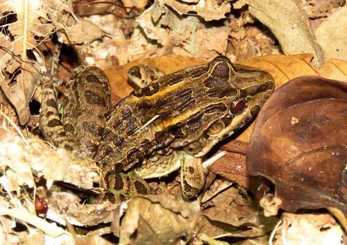 Leptodactylus chaquensis