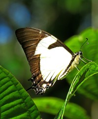 Eurytides callias
