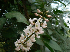 Derris trifoliata