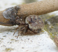 Dipoena melanogaster