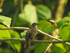 Rubigula erythropthalmos