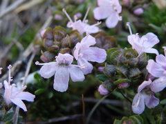 Thymus caespititius