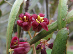 Pittosporum patulum