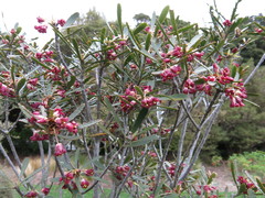 Pittosporum patulum