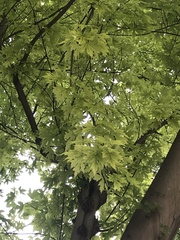 Acer saccharinum