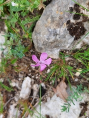 Dianthus pungens