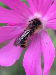 Chelostoma rapunculi