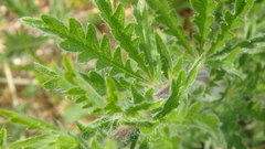 Potentilla recta