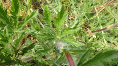 Potentilla recta