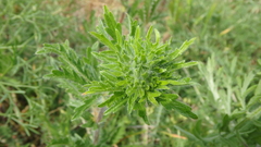 Potentilla recta