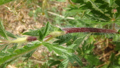 Potentilla recta