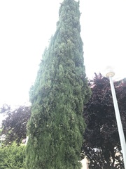 Cupressus sempervirens