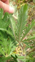Potentilla recta