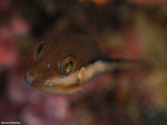 Canthigaster capistrata
