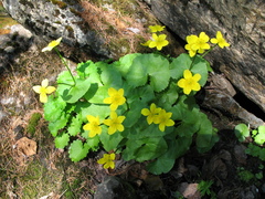 Caltha palustris membranacea