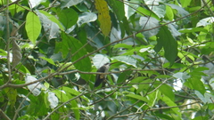 Phaethornis anthophilus