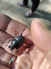 Lethrus apterus