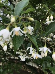 Styracaceae