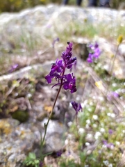 Linaria elegans