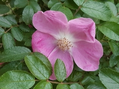 Rosa