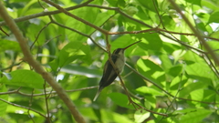Phaethornis anthophilus
