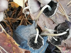 Fungi