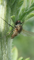 Anthomyiidae