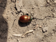 Chrysolina polita
