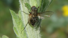 Anthomyiidae