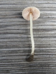 Pluteus cinereofuscus