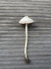Pluteus cinereofuscus