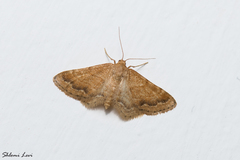 Idaea inclinata