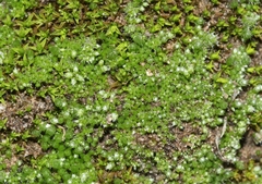 Gemmabryum brassicoides