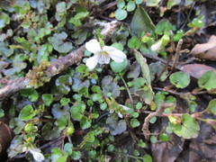 Viola filicaulis
