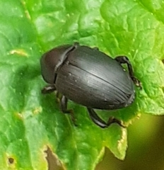Baridina
