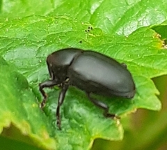 Baridina