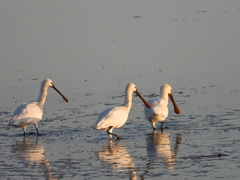 Platalea leucorodia