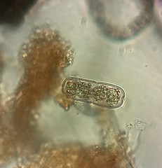 Actinotaenium crassiusculum