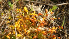 Funaria hygrometrica