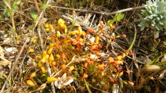 Funaria hygrometrica