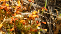 Funaria hygrometrica