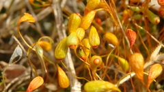 Funaria hygrometrica