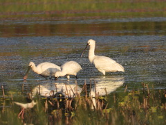 Platalea leucorodia