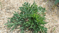 Eryngium campestre
