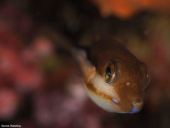 Canthigaster capistrata