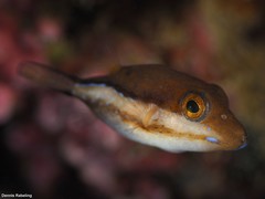 Canthigaster capistrata