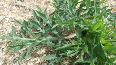 Eryngium campestre