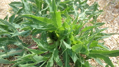 Eryngium campestre