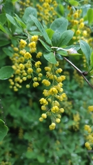 Berberis vulgaris